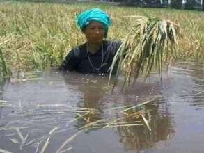 paddy ready for harvesting affected by rains