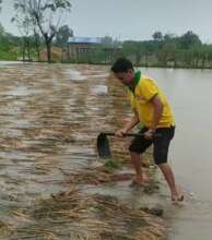 Paddy crops ready for threshing affected by rain