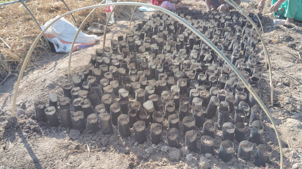 Nursery bed prepared by local farmers