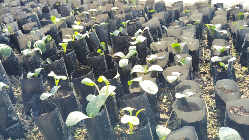 Nursery establishment by farmers