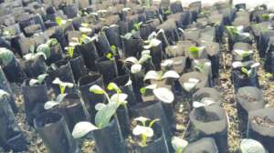 Nursery establishment by farmers
