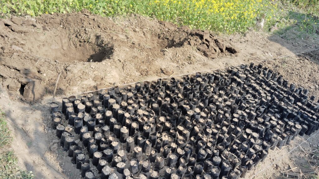 Off season seed sowing by farmers