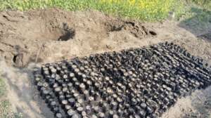 Off season seed sowing by farmers