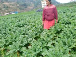 Off season vegetable ready for harvest