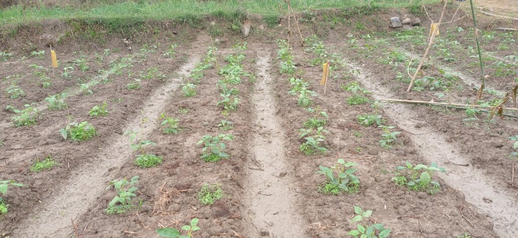 Planting vegetables by affected people