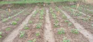 Planting vegetables by affected people