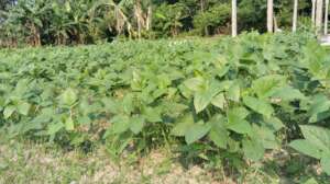 Planting vegetables by local farmers