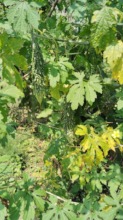 Produced bittergourd by farmers