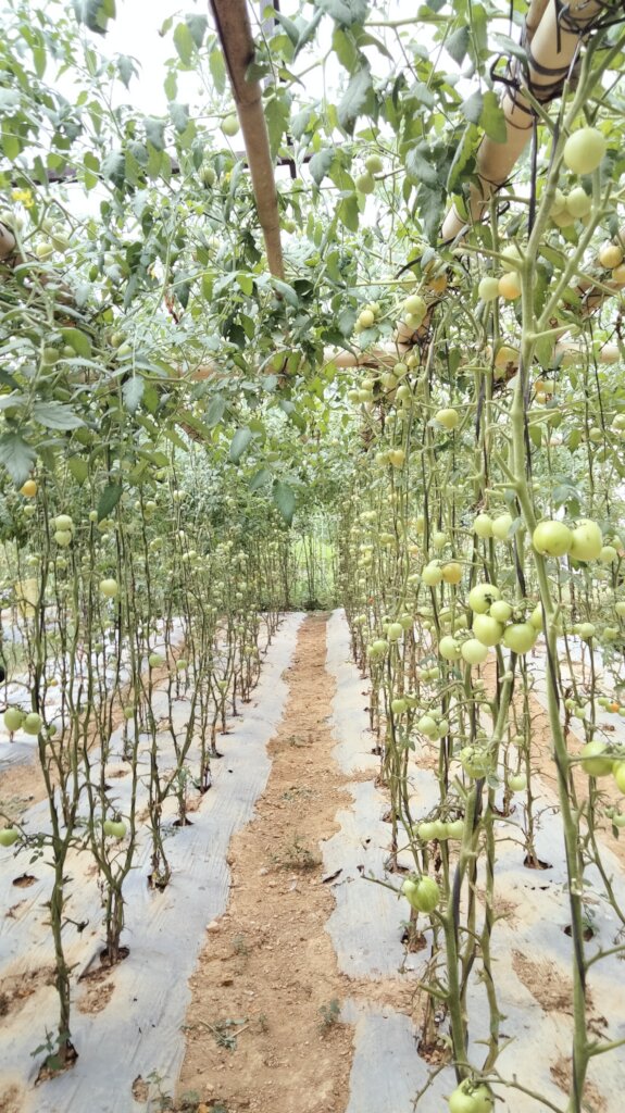 Produced vegetable by affected people