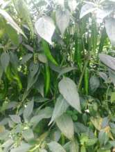 Producing chillies by farmers