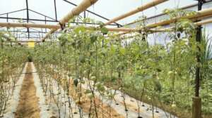 Producing tomato by victim families