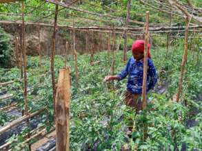 Rural women producing vegetable in tunnel