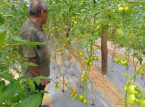 Tomato harvesting for income generation