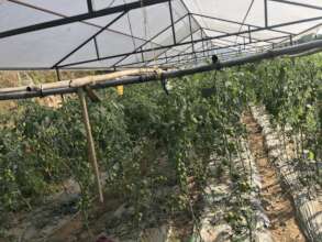 Tomato produced in tunnel