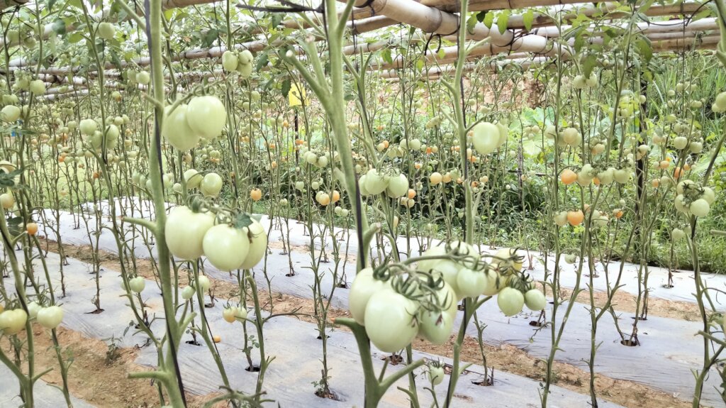 Tomato producing by local farmers