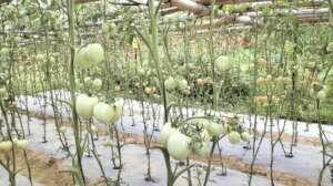 Tomato producing by local farmers