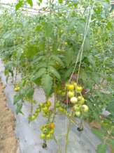 Tomato production
