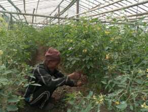 Tomatoes production in tunnel as off season