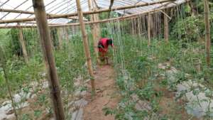 Tunnel technology producing off season vegetable