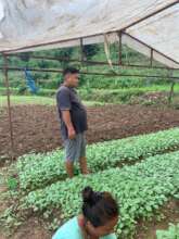 Vegetable nursery growing