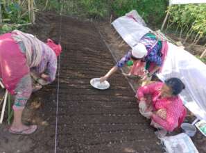 Victim families preparing nursery for  vegetable