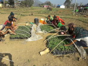 Victim vegetable nursery preparation