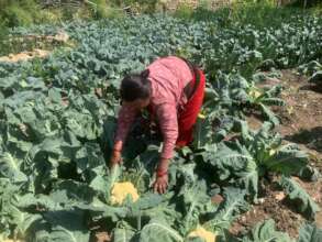 Women farmer ready for harvesting of vegetables