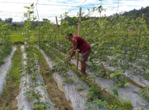 Fresh vegetable growing for income generation