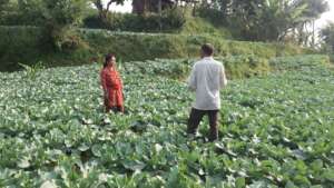 Fresh vegetable production for long run income