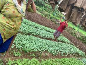 Growing nursery for vegetable farming
