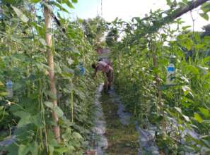 Legume vegetable production for income