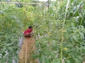Off season tomato growing for income