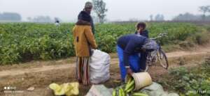 Beneficiaries Growing Vegetables