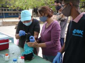 Red de apoyo canino Community Vaccination