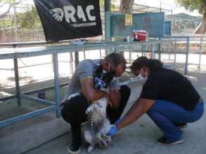 Red de apoyo canino Maracaibo Rabbies Vaccination