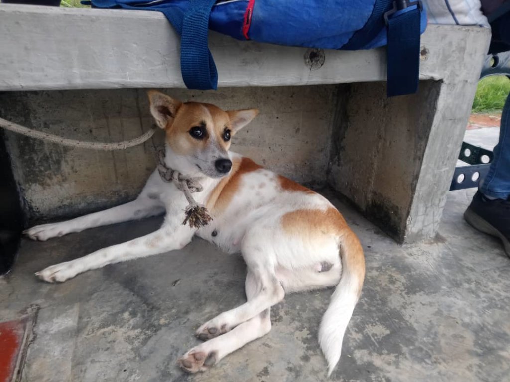 Let's vaccinate 1,000 Venezuelan dogs (rabbies)
