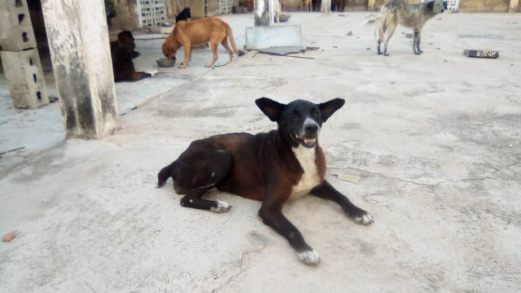 Let's vaccinate 1,000 Venezuelan dogs (rabbies)