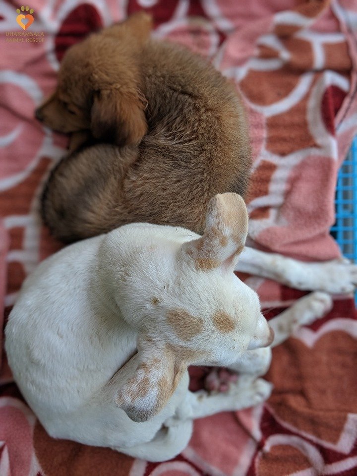 Save Hundreds of Lives - Sponsor a Street Dog