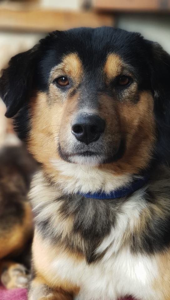 Save Hundreds of Lives - Sponsor a Street Dog