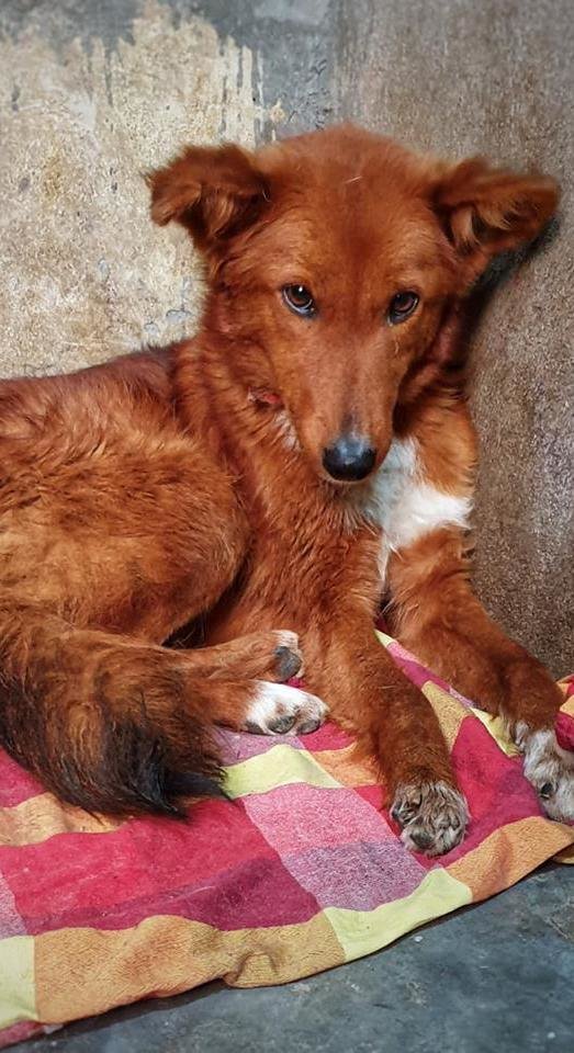 Save Hundreds of Lives - Sponsor a Street Dog