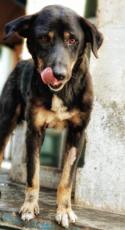 Save Hundreds of Lives - Sponsor a Street Dog