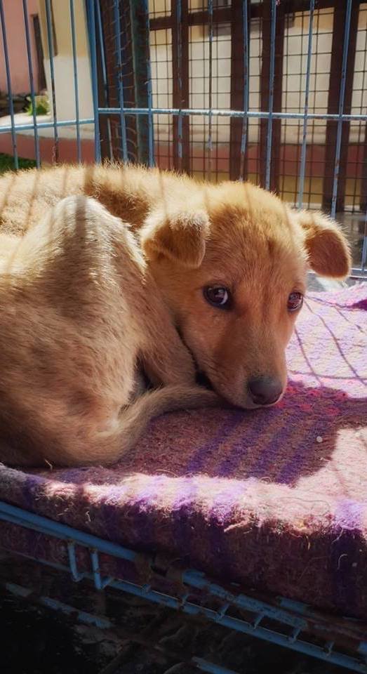 Save Hundreds of Lives - Sponsor a Street Dog