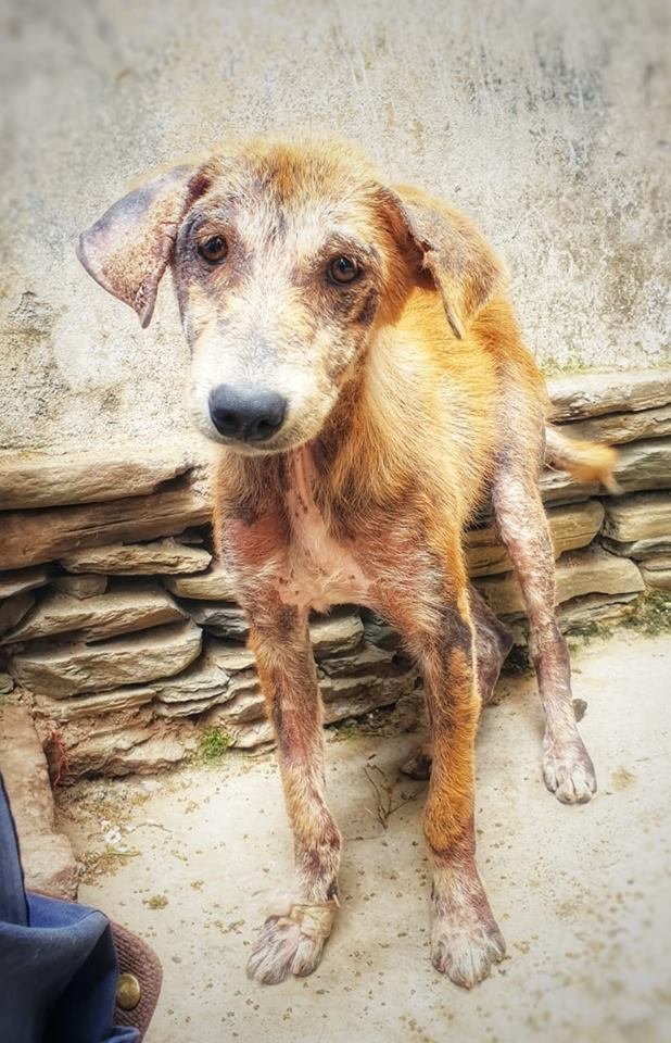 Save Hundreds of Lives - Sponsor a Street Dog