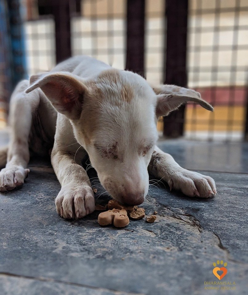 Save Hundreds of Lives - Sponsor a Street Dog