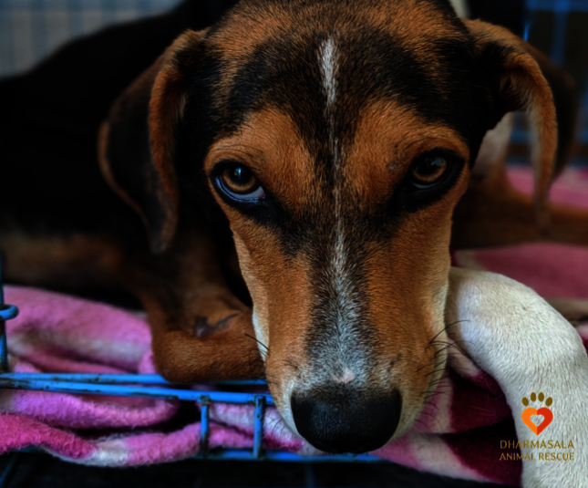 Save Hundreds of Lives - Sponsor a Street Dog