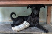 Save Hundreds of Lives - Sponsor a Street Dog