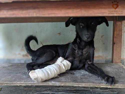 Save Hundreds of Lives - Sponsor a Street Dog