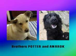 Potter and Amarok, Kaila's brothers