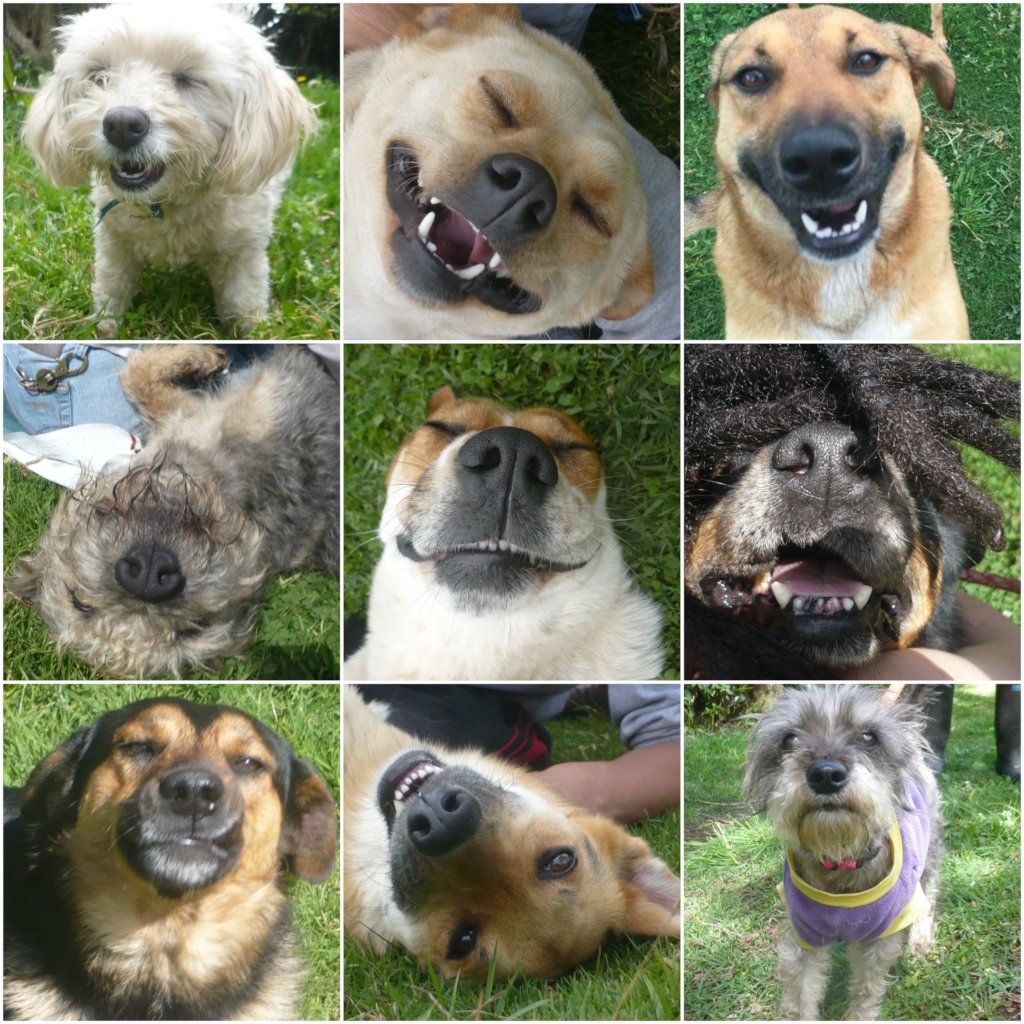 Safe Haven for 100 special strays in Colombia