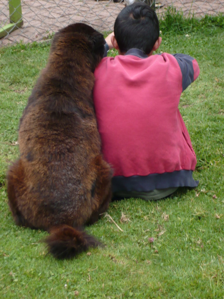 Safe Haven for 100 special strays in Colombia